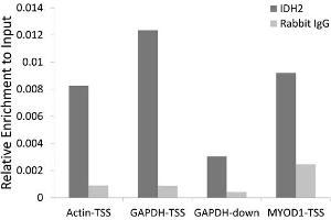 Chromatin immunoprecipitation of extracts of 293T cell line, using IDH2 antibody (ABIN6129277, ABIN6142146, ABIN6142147 and ABIN6223011) and rabbit IgG. (IDH2 antibody  (AA 193-452))