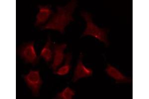 ABIN6276105 staining 293 by IF/ICC. (OPRD1 antibody  (C-Term))