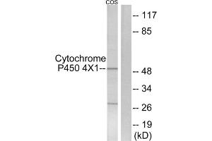 Western blot analysis of extracts from COS7 cells, using CYP4X1 antibody.