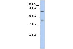 WB Suggested Anti-SLC19A3 Antibody Titration:  0.