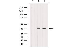 Western blot analysis of extracts from various samples, using Olfactory receptor 4N4 Antibody. (OR4N4 antibody)