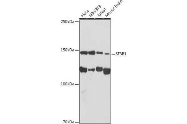 SF3B1 antibody