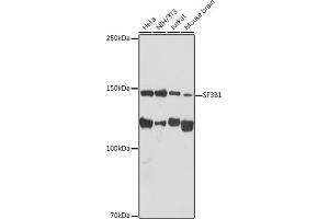 Western blot analysis of extracts of various cell lines, using SF3B1 antibody (ABIN7270542) at 1:1000 dilution.