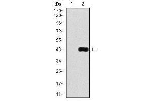 Image no. 2 for anti-delta-Like 4 (DLL4) antibody (ABIN1497856) (DLL4 antibody)