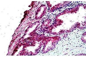 TBC1D10A antibody  (N-Term)