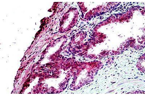 TBC1D10A antibody  (N-Term)