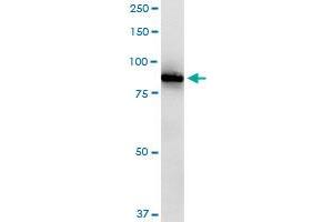 RASGRP2 MaxPab rabbit polyclonal antibody. (RASGRP2 antibody  (AA 1-671))