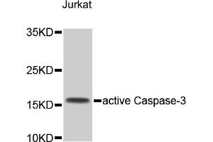 Western blot analysis of extracts of Jurkat cells, using CASP3 antibody (ABIN4903137). (Caspase 3 antibody)