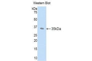 Western Blotting (WB) image for anti-Left-Right Determination Factor 1 (LEFTY1) (AA 78-361) antibody (ABIN1859643) (LEFTY1 antibody  (AA 78-361))