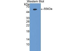 Detection of Recombinant MPO, Mouse using Polyclonal Antibody to Myeloperoxidase (MPO) (Myeloperoxidase antibody  (AA 253-718))