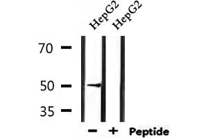 Western blot analysis of extracts from HepG2, using HTR3D Antibody.
