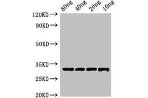Western Blot Positive WB detected in Recombinant protein All lanes: Beta-lactamase inhibitory protein antibody at 4 μg/mL Secondary Goat polyclonal to rabbit IgG at 1/50000 dilution Predicted band size: 33 kDa Observed band size: 33 kDa (Beta-Lactamase inhibitors antibody  (AA 37-201))