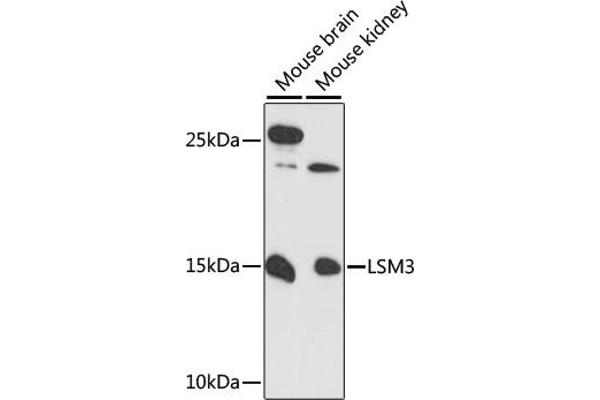 LSM3 antibody  (AA 1-102)