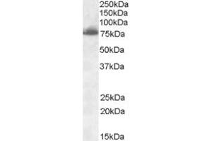 Western Blotting (WB) image for anti-delta-Like 1 (DLL1) (AA 148-162) antibody (ABIN490461) (DLL1 antibody  (AA 148-162))
