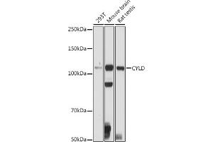 Western blot analysis of extracts of various cell lines, using CYLD antibody (ABIN1679467, ABIN3018138, ABIN3018139 and ABIN6220378) at 1:500 dilution. (CYLD antibody  (AA 654-953))