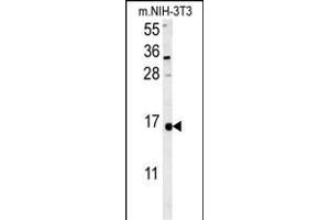 LSM4 Antibody (Center) (ABIN652017 and ABIN2840498) western blot analysis in mouse NIH-3T3 cell line lysates (35 μg/lane). (LSM4 antibody  (AA 47-74))