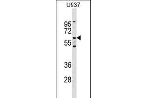 Mouse Ryk Antibody (Center) (ABIN1538306 and ABIN2849421) western blot analysis in  cell line lysates (35 μg/lane). (RYK antibody  (AA 321-348))