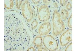 Immunohistochemistry of paraffin-embedded human kidney tissue using ABIN7167058 at dilution of 1:100