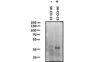 Western Blot of Rabbit anti-JAM A pY280 antibody. (F11R antibody  (pTyr280))