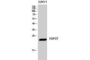Western Blotting (WB) image for anti-Heat Shock 27kDa Protein 1 (HSPB1) (Ser505) antibody (ABIN3175566) (HSP27 antibody  (Ser505))