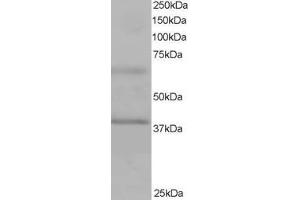 ABIN184640 staining (1µg/ml) of Human Heart lysate (RIPA buffer, 35µg total protein per lane). (Lhcb4 antibody)