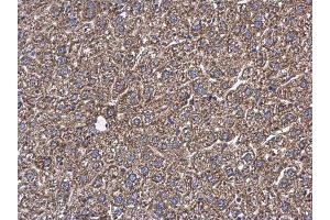 Immunohistochemistry (IHC) image for anti-Glutamic-Oxaloacetic Transaminase 2, Mitochondrial (Aspartate Aminotransferase 2) (GOT2) (Center) antibody (ABIN2855229)