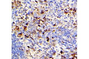 ABIN6276358 at 1/200 staining mouse spleen tissue sections by IHC-P. (IL-6 antibody  (Internal Region))