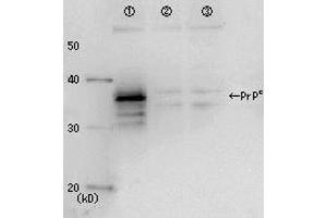 Western Blotting (WB) image for anti-Prion Protein (PRNP) antibody (ABIN2452080) (PRNP antibody)