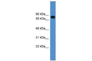 ITIH1 antibody used at 0. (ITIH1 antibody  (C-Term))