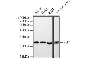 Western blot analysis of extracts of various cell lines, using PEF1 antibody (ABIN7269202) at 1:500 dilution. (PEF1 antibody)