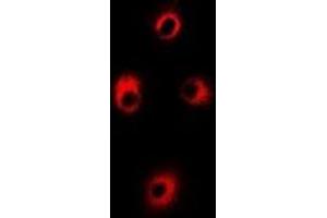 Immunofluorescent analysis of ALAS-H staining in Hela cells. (ALAS1 antibody)