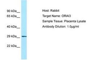 Image no. 1 for anti-ORAI Calcium Release-Activated Calcium Modulator 3 (ORAI3) (N-Term) antibody (ABIN6749985)