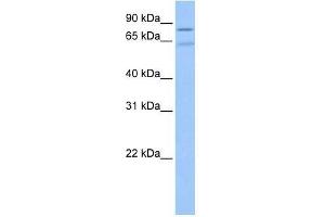 ZNF724P antibody used at 0. (ZNF724P antibody  (N-Term))