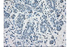 Immunohistochemical staining of paraffin-embedded breast tissue using anti-PPP5C mouse monoclonal antibody.