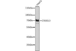 Western blot analysis of extracts of HepG2 cells, using CREB3L3 antibody (ABIN7266055) at 1:1000 dilution. (CREB3L3 antibody  (AA 371-460))