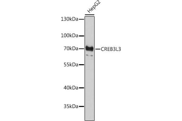 CREB3L3 抗体  (AA 371-460)