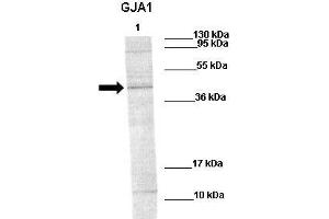 WB Suggested Anti-GJA1 Antibody    Positive Control:  Lane1: 60ug rat stiatum  Primary Antibody Dilution :   1:1000  Secondary Antibody :   Goat anti-rabbit-IRDye800  Secondry Antibody Dilution :   1:10,000  Submitted by:  Ruben van Vugt, The Nijmegen Centre for Molecular Life Sciences (NCMLS) (Connexin 43/GJA1 antibody  (N-Term))