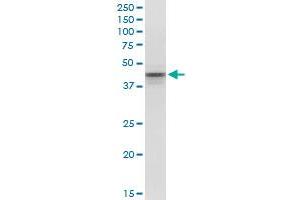 POU5F1 monoclonal antibody (M01), clone 1D2. (OCT4 antibody  (AA 81-164))
