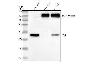 Immunoprecipitating Ran in HepG2 whole cell lysate.