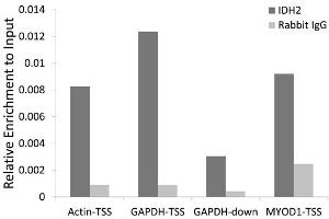 Chromatin immunoprecipitation of extracts of 293T cell line, using IDH2 antibody (ABIN5974324) and rabbit IgG.