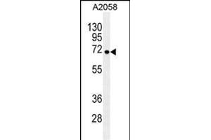 GAB4 Antibody (N-term) (ABIN655462 and ABIN2844990) western blot analysis in  cell line lysates (35 μg/lane). (GAB4 antibody  (N-Term))