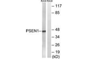 Western blot analysis of extracts from Raw264. (Presenilin 1 antibody  (AA 323-372))