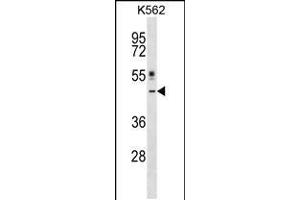 Western blot analysis in K562 cell line lysates (35ug/lane). (CRLF1 antibody  (AA 255-283))