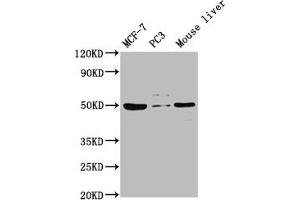 Western Blotting (WB) image for anti-Protein Kinase C and Casein Kinase Substrate in Neurons 3 (PACSIN3) (AA 1-300) antibody (ABIN7165690)