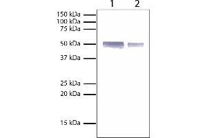 Lane 1 - 1 mg Rabbit IgGLane 2 - 0. (Rabbit IgG Isotype Control)