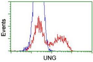 Image no. 5 for anti-Uracil-DNA Glycosylase (UNG) antibody (ABIN1501677) (UNG antibody)