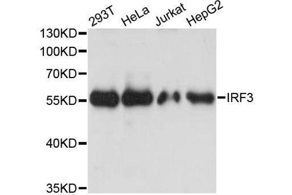 IRF3 antibody  (AA 1-260)