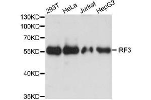 Western blot analysis of extracts of various cell lines, using IRF3 antibody.