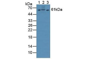 Figure. (CSPG5 antibody  (AA 139-370))