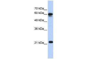 SEMA4F antibody used at 1 ug/ml to detect target protein. (SEMA4F antibody  (N-Term))